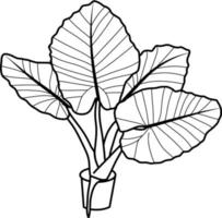 caladium fabriek lijn kunst vector