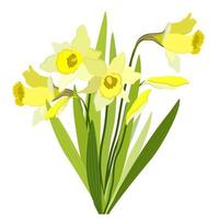 narcis. vector geïsoleerd illustratie van geel voorjaar bloemen.