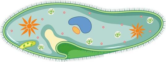 paramecium geïsoleerd op een witte achtergrond vector