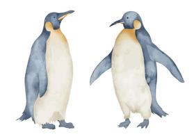 waterverf keizer pinguïns. hand- getrokken illustratie geïsoleerd Aan wit achtergrond. tekening van antarctisch dieren in pastel kleuren. schetsen van polair vogel. schetsen voor logo of icoon. noorden karakter vector