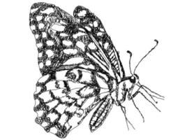 vlinder lijn kunst. vector
