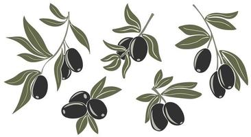 zwart olijven Aan takken met bladeren vector