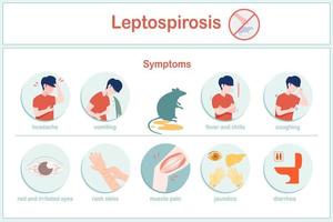 vector illustraties infographic symptomen van leptospirose koorts, rillingen misselijkheid, braken, hoofdpijn, hoesten, rood ogen, diarree, huid uitslag, inclusief geelzucht.