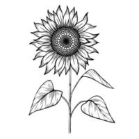 lijn kunst clip art met zonnebloem vector