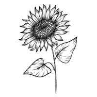 lijn kunst clip art met zonnebloem vector