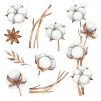 aquarel set bloemenelementen van katoenbloemen, anijs en katoenen twijgen in bruine tinten vector