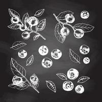 vector hand- getrokken botanisch illustratie van bosbes takken geïsoleerd Aan schoolbord achtergrond. schetsen van Woud bessen in gravure stijl.vintage illustratie. set.
