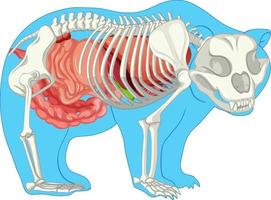 anatomie van wilde beer geïsoleerd vector