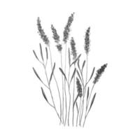 lavendel waterverf monochroom. vector