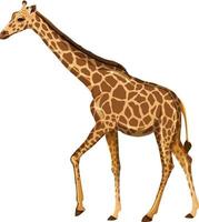 volwassen giraf in staande positie op witte achtergrond vector