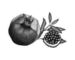 granaatappel waterverf hand- getrokken fruit. monochroom schetsen gestileerd. vector