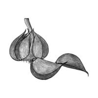 knoflook potlood hand- tekening monochroom gestileerd. vector