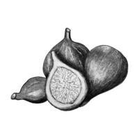 vijgen waterverf hand- getrokken fruit. monochroom. schetsen kunst. vector