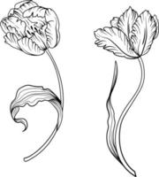 lineair tulp bloem. hand- getrokken illustratie. deze kunst is perfect voor uitnodiging kaarten, voorjaar en zomer decor, groet kaarten, affiches, scrapbooken, afdrukken, enz. vector