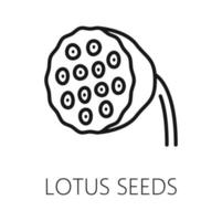 lotus zaad schets icoon, biologisch gezond voedsel vector