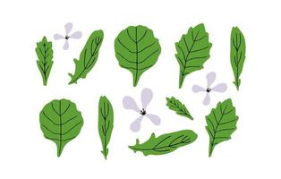 tuin raket of rucola bladeren met bloemen vector illustratie. voedsel illustratie.