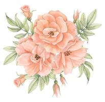 boeket van roos bloemen Aan geïsoleerd achtergrond. hand- getrokken waterverf bloemen illustratie voor groet kaarten of bruiloft uitnodigingen in pastel oranje en pale roze kleuren. botanisch wijnoogst tekening. vector