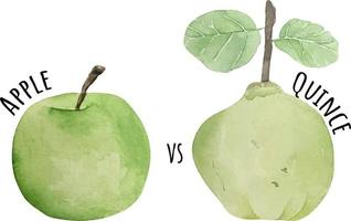 waterverf illustratie van groen appel en kweepeer. vers rauw fruit. vector