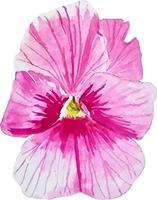 roze viooltje bloem bloemen waterverf clip art sticker geïsoleerd vector