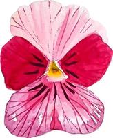waterverf roze rood viooltje bloem hand- getrokken clip art geïsoleerd decoratief bloem vector