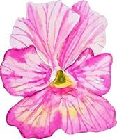 roze viooltje bloem bloemen waterverf clip art sticker geïsoleerd vector