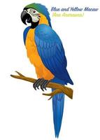 blauw en goud ara vogel vector