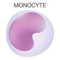 type van wit bloed cel - monocyt. vector