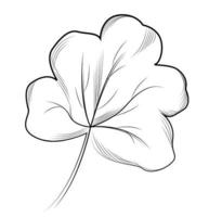 geranium. hand- getrokken vector illustratie.