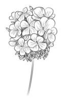 geranium. hand- getrokken vector illustratie.