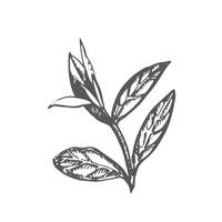 Afdeling en thee bladeren. groen thee. vector hand- getrokken illustratie.
