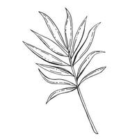 tropisch palm bladeren. exotisch botanisch bloem. geïsoleerd illustratie element. vector hand- tekening wilde bloemen