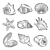 verzameling van vector schelpen en sterren. marinier illustratie voor kleur boeken. de contouren van de weekdieren staan uit tegen een wit achtergrond.