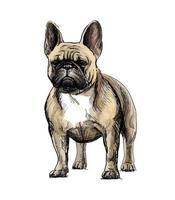 hand tekening van een mooie Franse bulldog hond op witte achtergrond. vector illustratie