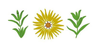 geel tuin calendula bloem met bladeren. reeks van botanisch bloemen elementen. hand- getrokken vector illustratie.