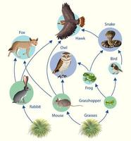 onderwijsaffiche van biologie voor diagram van voedselketens vector