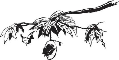 hand- getrokken schetsen van vleermuizen grijp een mango vector