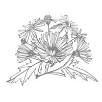 kamille. verzameling van hand- getrokken bloemen en planten. plantkunde. set. wijnoogst bloemen. zwart en wit illustratie in de stijl van gravures. vector