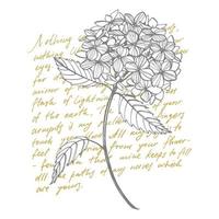 hortensia grafisch illustratie in wijnoogst stijl. bloemen tekening en schetsen met lijn kunst Aan wit achtergronden. botanisch fabriek illustratie vector