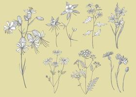 verzameling van hand- getrokken bloemen en kruiden. botanisch fabriek illustratie. wijnoogst geneeskrachtig kruiden schetsen reeks van inkt hand- getrokken medisch kruiden en planten schetsen vector