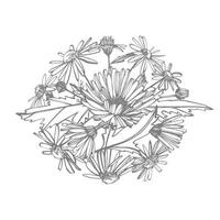 kamille. verzameling van hand- getrokken bloemen en planten. plantkunde. set. wijnoogst bloemen. zwart en wit illustratie in de stijl van gravures. vector