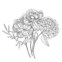 boeket. voorjaar bloemen en takjes. pioenrozen, hortensia, roos. wijnoogst botanisch illustratie. zwart en wit reeks van tekening korenbloemen, bloemen elementen, hand- getrokken botanisch illustratie. vector