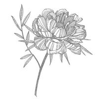 pioen bloem en bladeren tekening. hand- getrokken gegraveerde bloemen set. botanisch illustraties. Super goed voor tatoeëren, uitnodigingen, groet kaarten vector