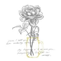 rozen. hand- getrokken bloem reeks illustraties. botanisch fabriek illustratie. wijnoogst geneeskrachtig kruiden schetsen reeks van inkt hand- getrokken medisch kruiden en planten schetsen vector