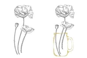 papaver bloemen. botanisch fabriek illustratie. wijnoogst geneeskrachtig kruiden schetsen reeks van inkt hand- getrokken medisch kruiden en planten schetsen vector