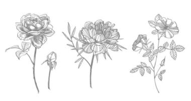 verzameling van hand- getrokken bloemen en kruiden. botanisch fabriek illustratie. wijnoogst geneeskrachtig kruiden schetsen reeks van inkt hand- getrokken medisch kruiden en planten schetsen vector