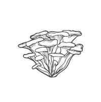 tekening maitake champignons hand- getrokken vector schetsen, geïsoleerd Aan wit