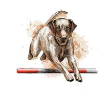 labrador retriever springen in een training van behendigheid van een scheutje aquarel, hand getrokken schets. vectorillustratie van verven vector