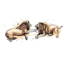 twee vechtende leeuwen uit een scheutje aquarel, handgetekende schets. vectorillustratie van verven vector