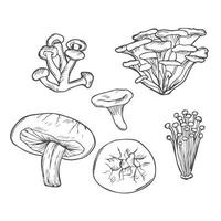 tekening paddestoel hand- getrokken vector setl. eetbaar champignons shiitakes, chanterelle, enokitake, honing zwam, vers biologisch voedsel geïsoleerd Aan wit.