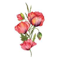 rood papaver bloemen waterverf illustratie, hand- geschilderd wilde bloemen boeket. perfect voor bruiloft uitnodigingen, bruids douche en bloemen groet kaarten vector